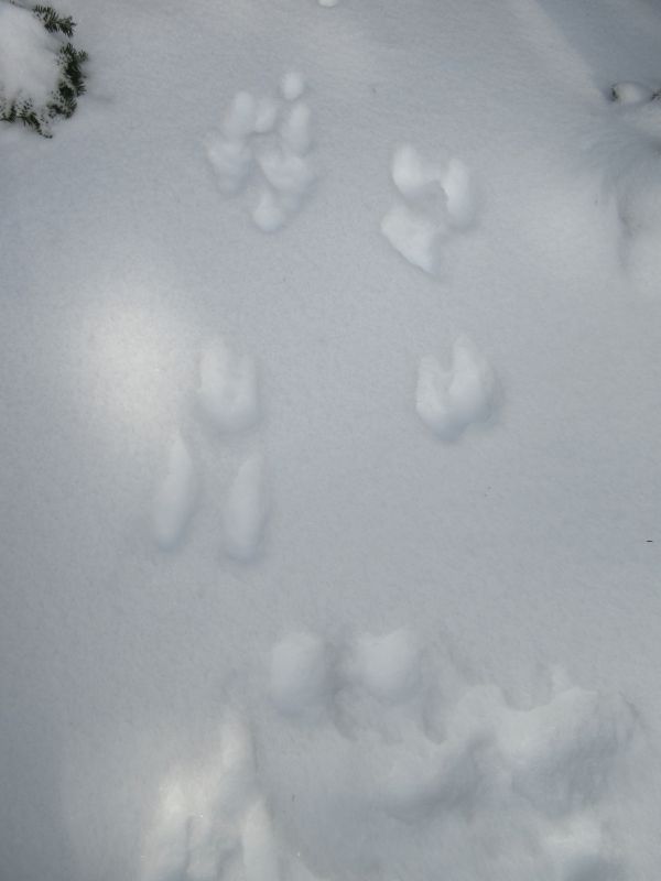 Snowshoe Hare Tracks