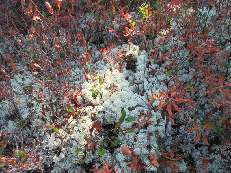 Reindeer Lichen